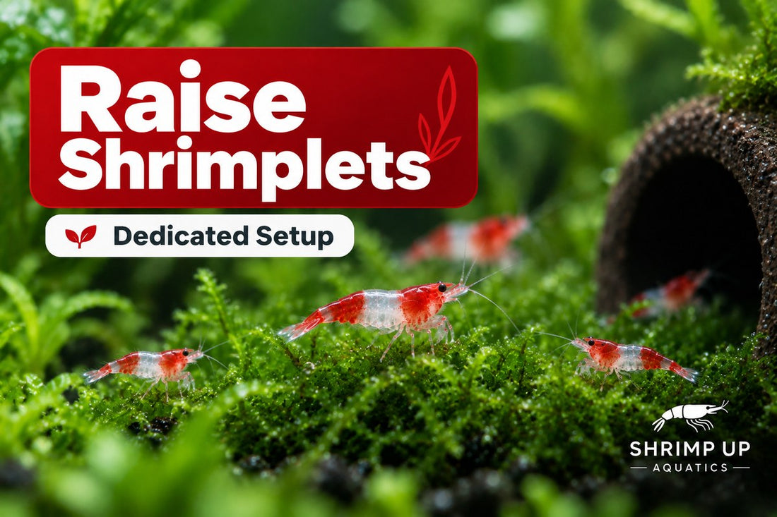How to raise Red Rili Shrimplets in a dedicated setup