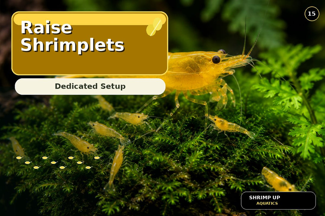 Raising Yellow Golden Back Shrimplets in a dedicated setup thumbnail