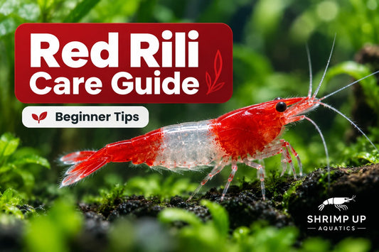 Red Rili Shrimp care guide for beginners