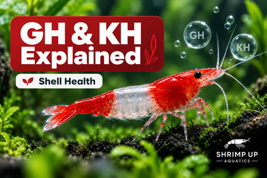Red Rili Shrimp GH and KH mineral hardness guide