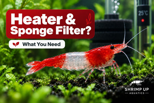 Red Rili Shrimp heater and sponge filter guide
