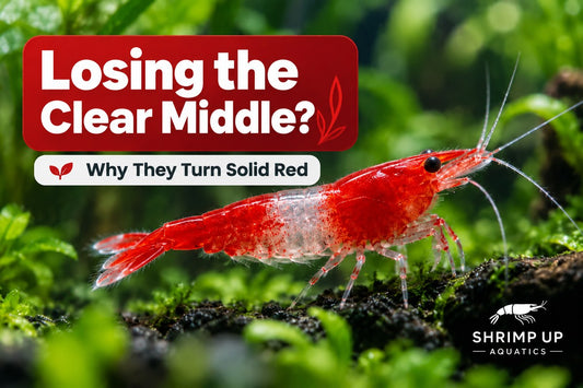 Red Rili Shrimp losing the clear middle and turning more solid red