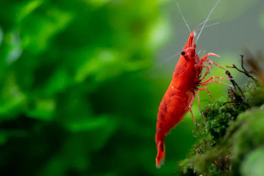 Why Neocaridina Shrimp Are Perfect for Nano Aquariums