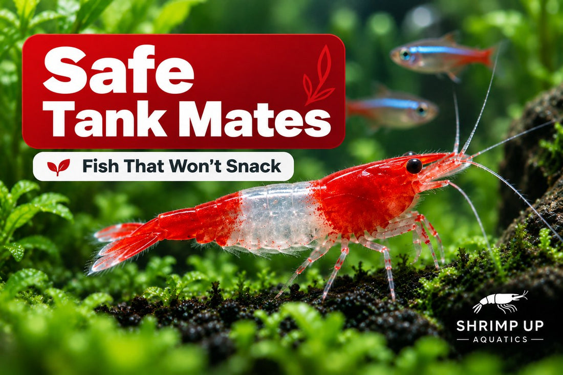Safe fish tank mates for Red Rili Shrimp
