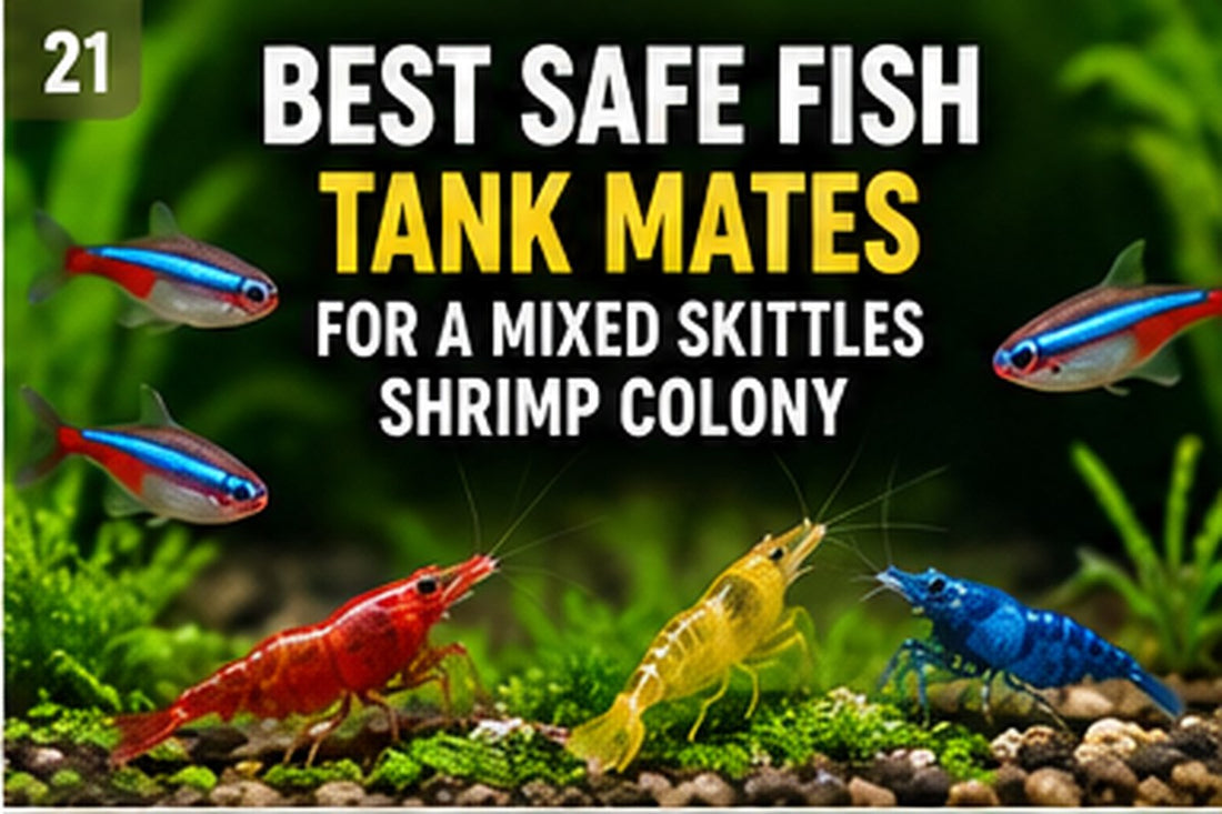 Mixed Skittles shrimp with peaceful nano fish in a planted freshwater aquarium