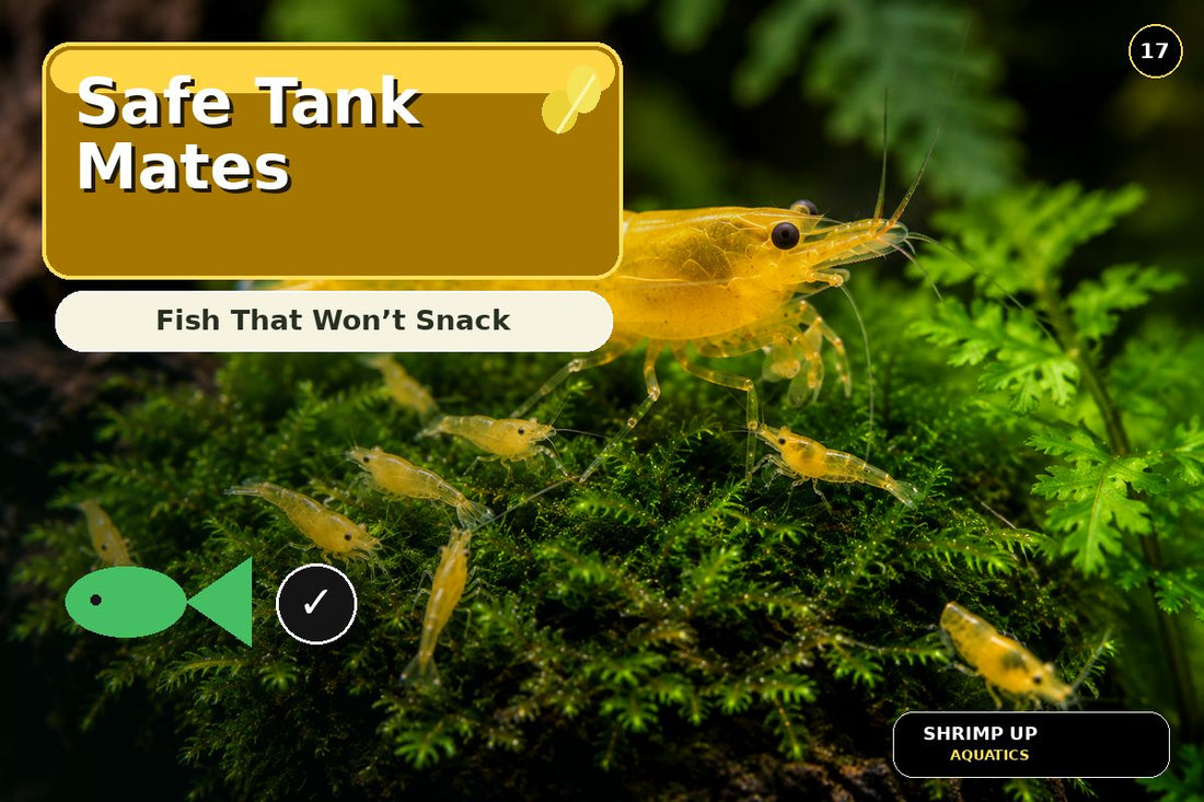 Safe fish tank mates for Yellow Golden Back Shrimp thumbnail