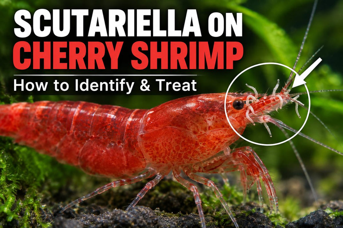 Red Cherry Shrimp with Scutariella japonica around the head and rostrum