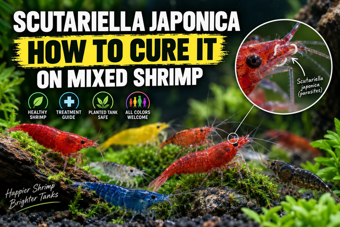 Mixed-color Neocaridina shrimp with Scutariella japonica parasites near the head in a planted aquarium treatment guide