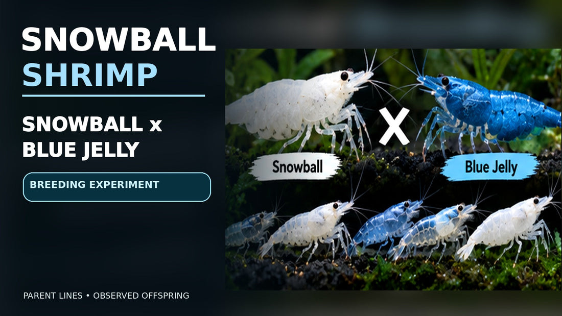 Snowball white Neocaridina next to blue Blue Jelly shrimp, with their experimental cross and varied juvenile appearances.