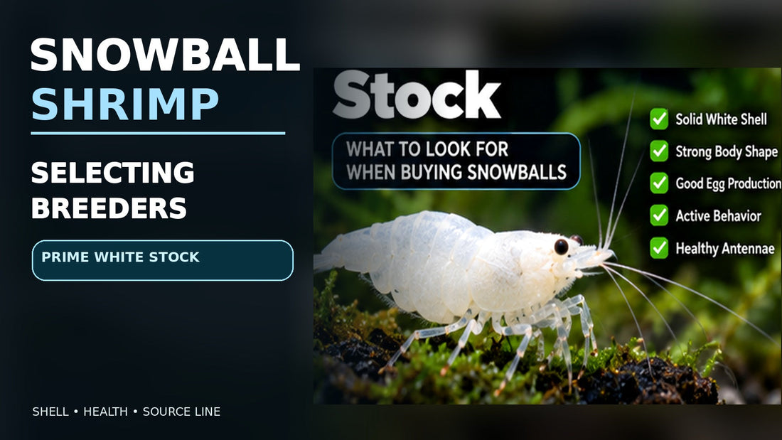 White Snowball shrimp on planted dark gravel, illustrating breeder selection by shell opacity, vigor and source-line records.