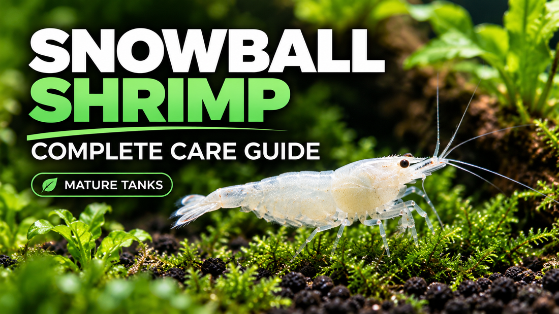 Snowball Shrimp complete care guide thumbnail featuring a milky-white Neocaridina grazing in a mature planted aquarium.