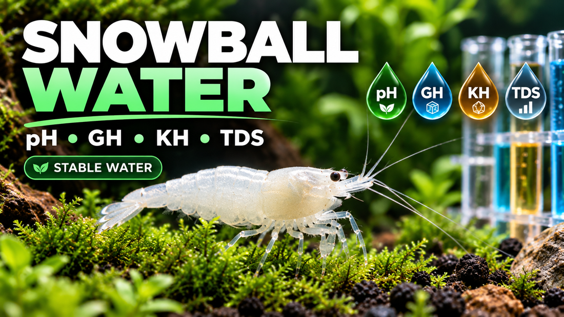 Milky-white Snowball Shrimp beside freshwater test symbols for pH, GH, KH and TDS in a planted aquarium.