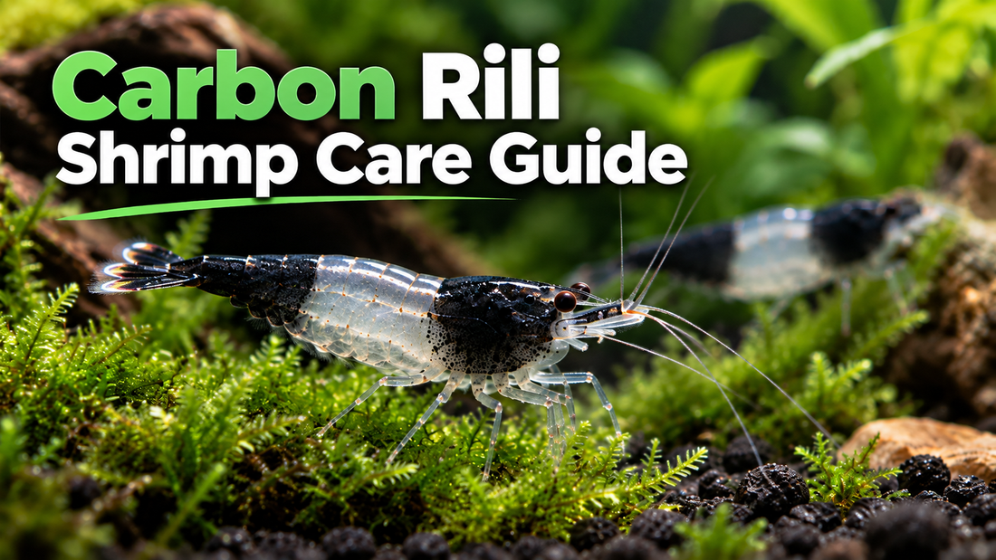 Carbon Rili shrimp with black head and tail and transparent midsection grazing in a planted freshwater aquarium; Carbon Rili care guide
