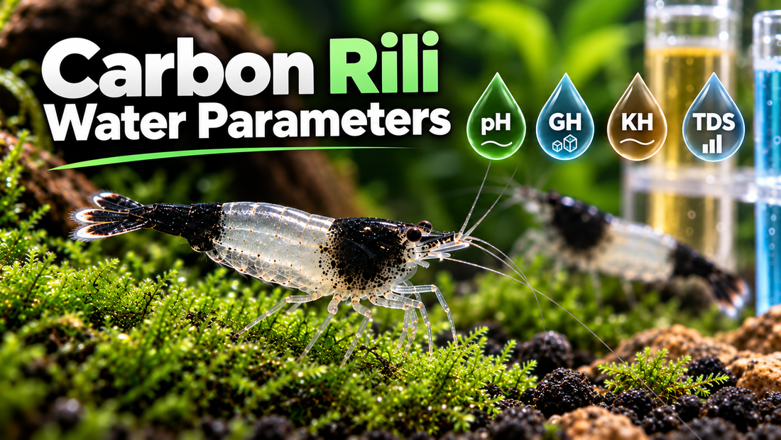 Carbon Rili shrimp with black-and-clear body and illustrated freshwater pH, GH, KH and TDS testing symbols