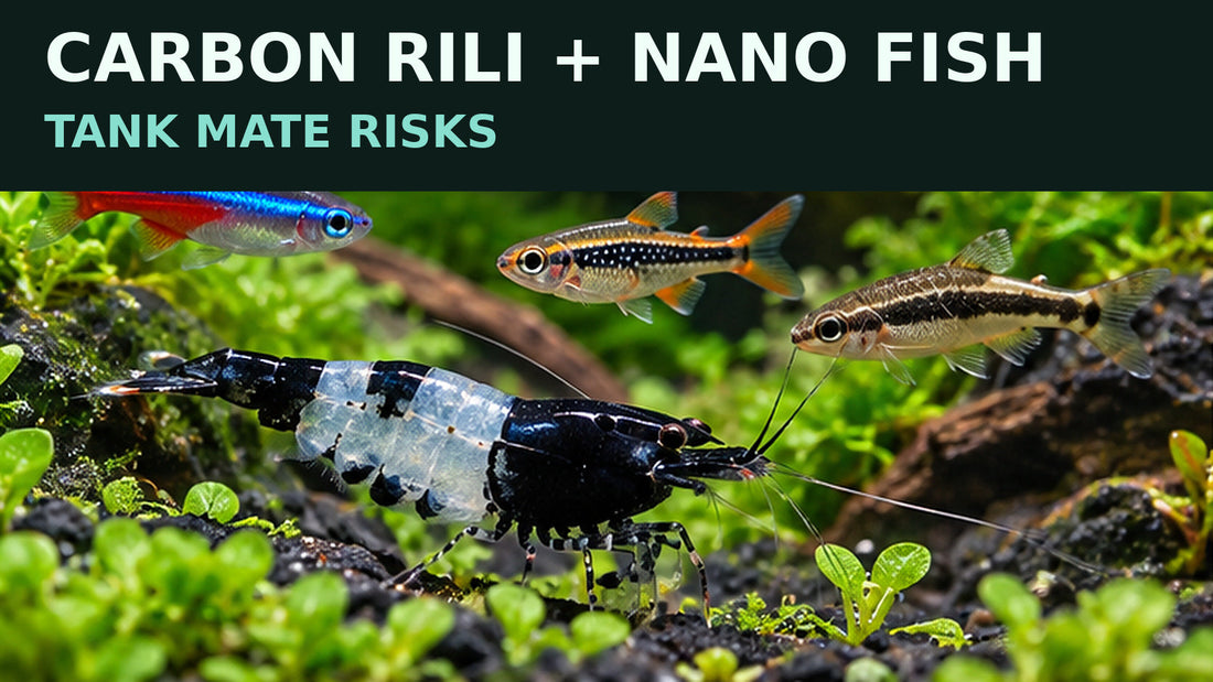 Carbon Rili shrimp in a planted aquarium alongside several small nano fish; tank mate risk and shrimplet safety guide.