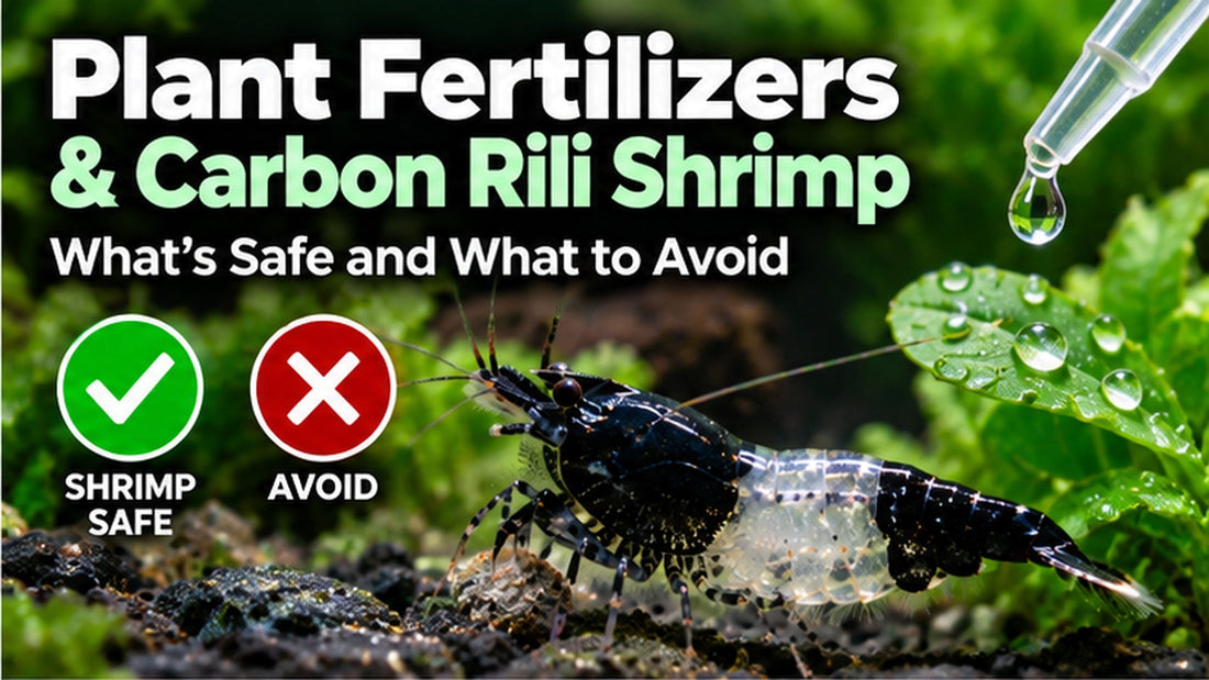 Liquid fertilizer safety for Carbon Rili shrimp: black-and-clear shrimp in a planted aquarium beside a dosing dropper and plant leaf.