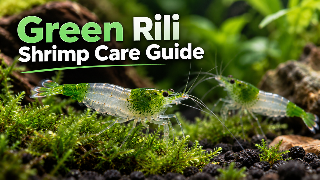 Green Rili shrimp with green head and tail and clear middle grazing on moss in a planted aquarium; Green Rili Shrimp Care Guide.