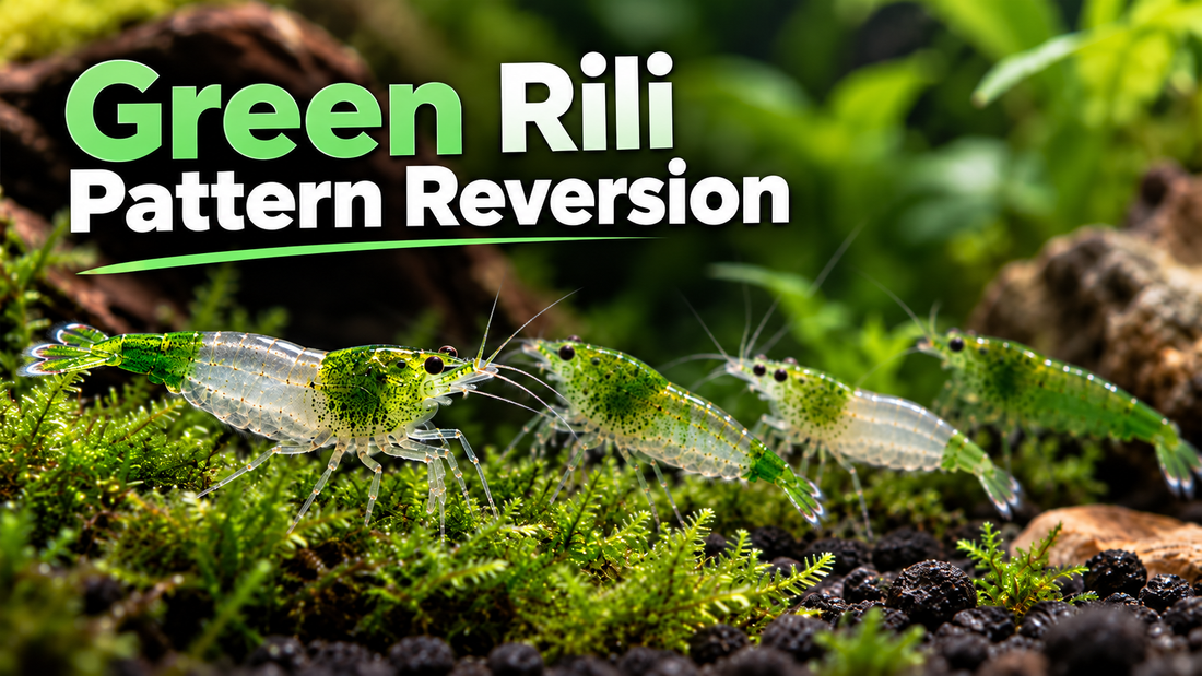 Green Rili shrimp with varying pigment coverage in a planted aquarium, illustrating clear-band and solid-color pattern reversion.