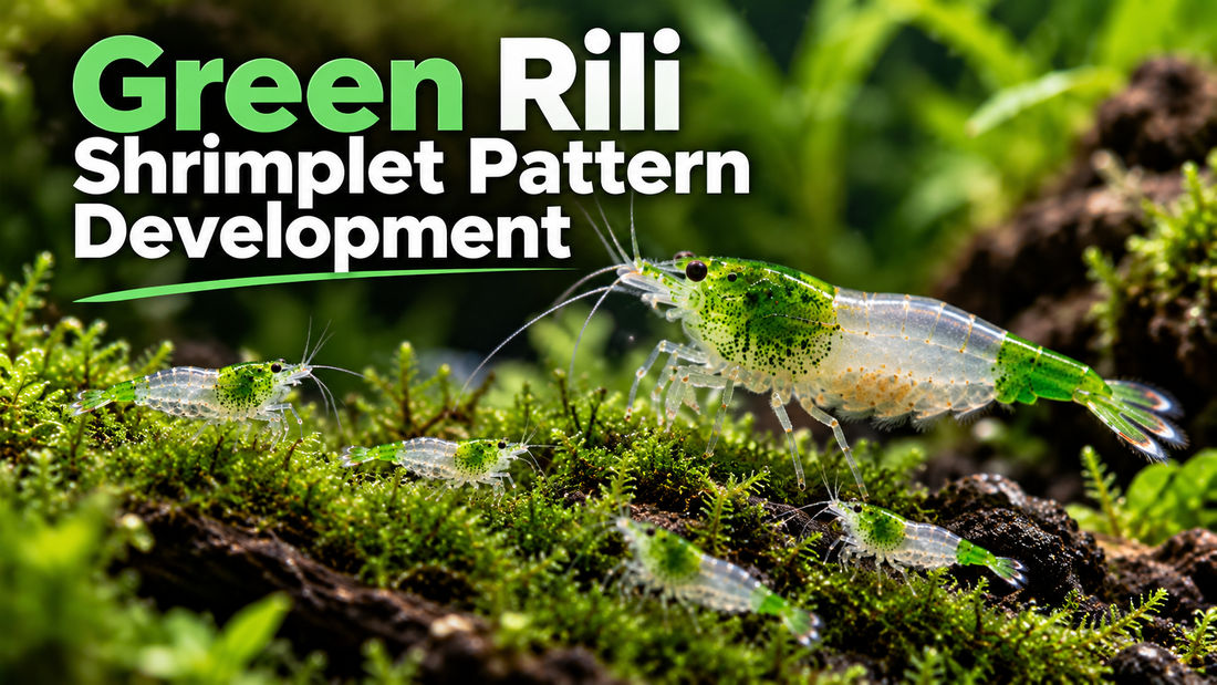 Adult Green Rili shrimp with green head and tail and clear middle next to smaller juvenile shrimp in aquarium moss.