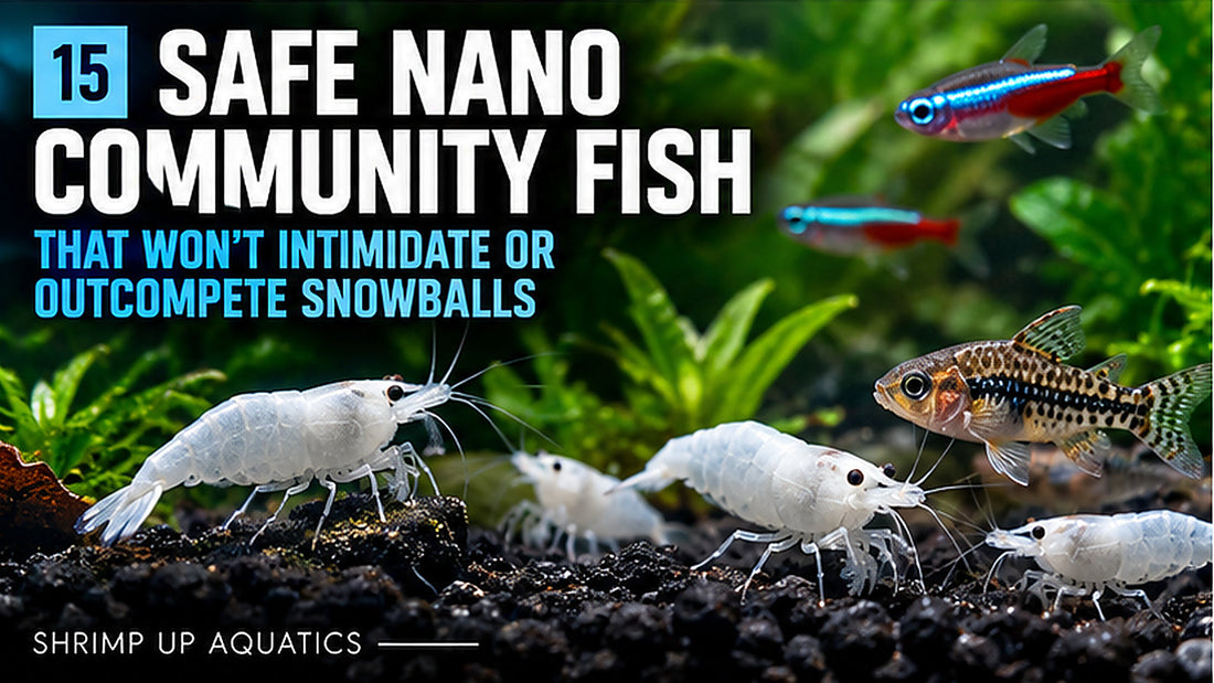 White Snowball shrimp among plants and small aquarium fish; illustrated nano community compatibility and shrimplet predation risks.