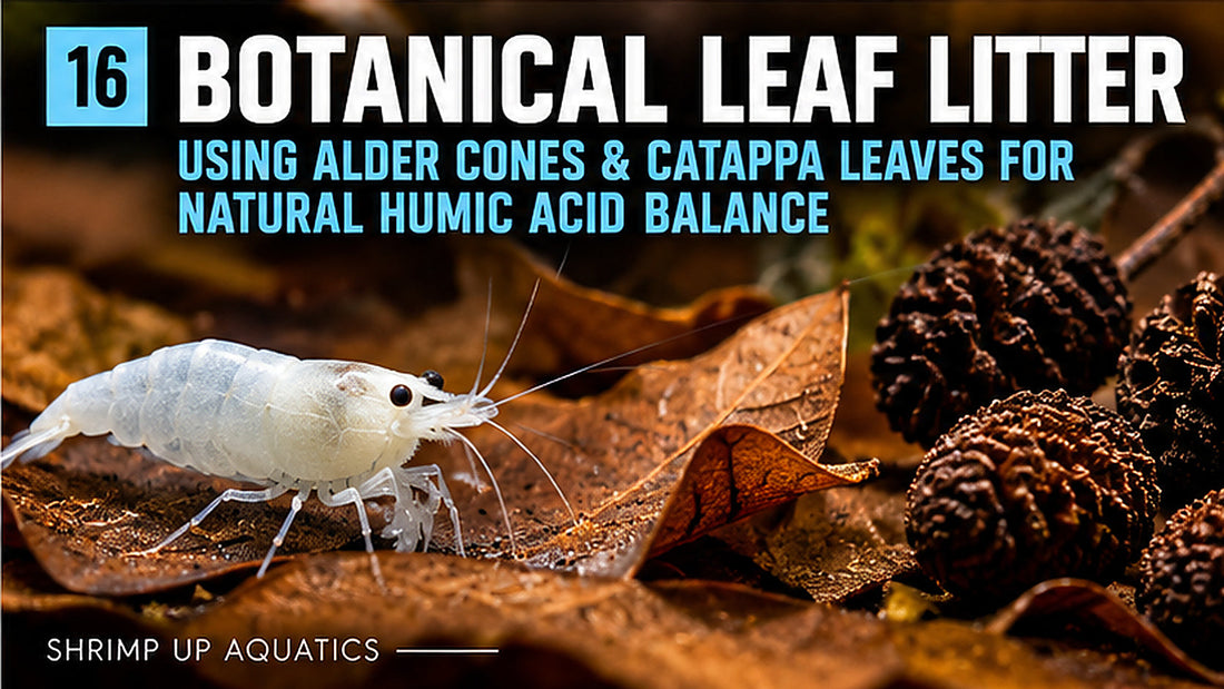 Milky-white Snowball shrimp grazing on dried catappa leaf beside alder cones in a botanical planted aquarium.