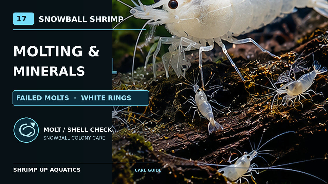 Snowball shrimp molting and mineral guide with a milky-white Neocaridina, juvenile shrimp and shell-check icon on a planted dark aquarium background.