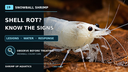 Milky-white Snowball shrimp on botanical substrate with a magnifying glass for assessing suspicious shell lesions and possible shell disease.