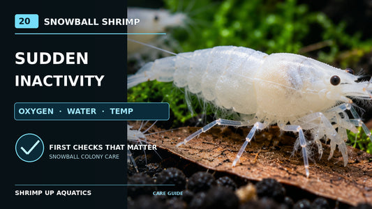 Snowball shrimp with an aquarium troubleshooting checklist for sudden inactivity, water quality, aeration and temperature.