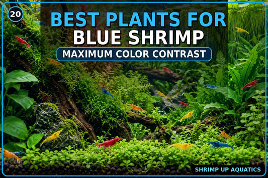 Best live aquarium plants for Blue Shrimp color contrast