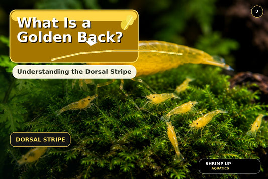 Yellow Golden Back Shrimp dorsal stripe explained thumbnail