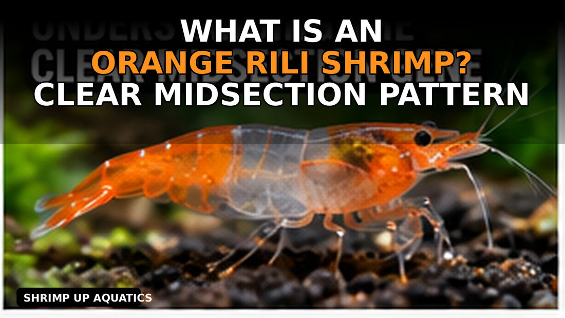 Orange Rili shrimp clear midsection pattern explained in a high-resolution titled thumbnail