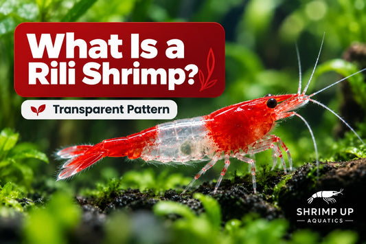 What is a Rili Shrimp transparent midsection pattern