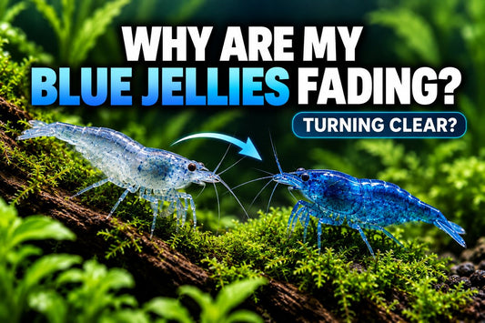 Why Blue Jelly Shrimp turn clear or fade