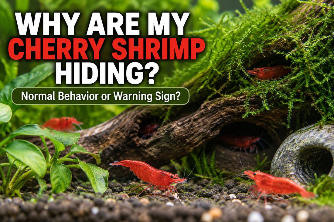 Red Cherry Shrimp hiding among moss and driftwood in a planted aquarium