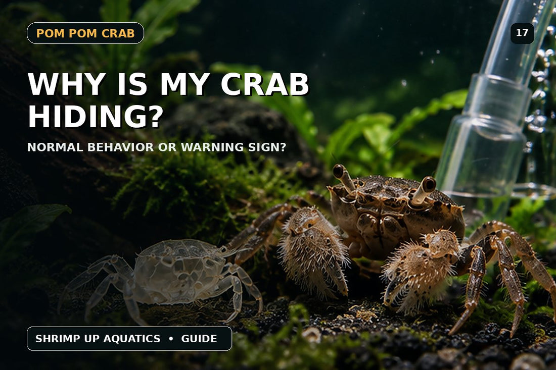 Why Pom Pom Crabs hide all the time behavior troubleshooting thumbnail