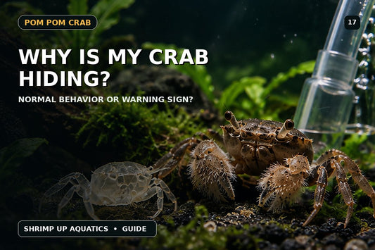 Why Pom Pom Crabs hide all the time behavior troubleshooting thumbnail