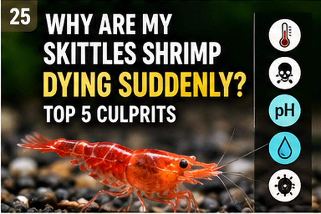 Skittles shrimp tank with water testing supplies illustrating causes of sudden shrimp deaths