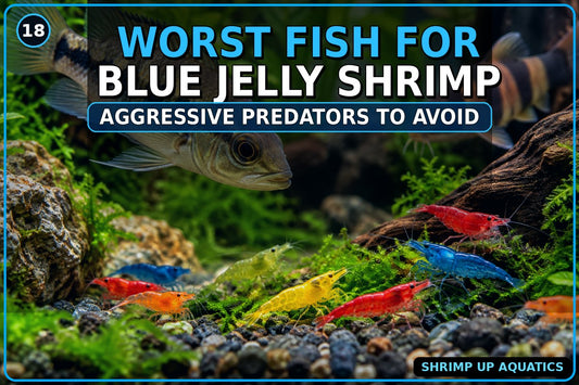 Worst aggressive fish and predators for Blue Jelly Shrimp