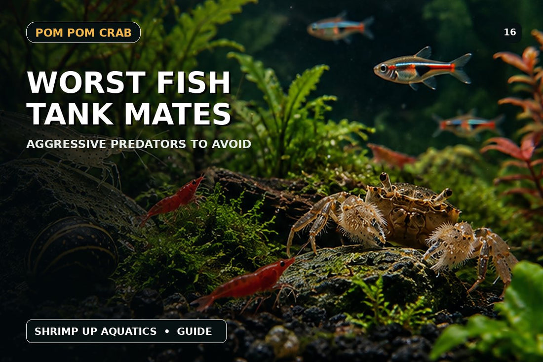 Worst aggressive fish and predators to keep with Pom Pom Crabs thumbnail