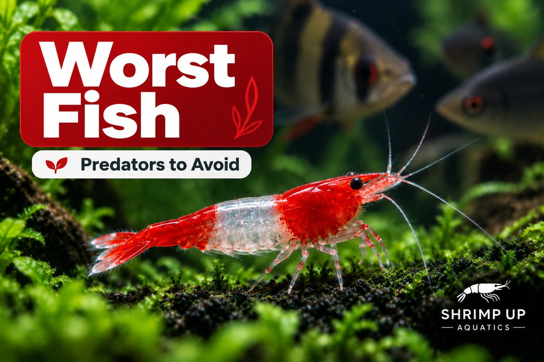 Worst fish to keep with Red Rili Shrimp