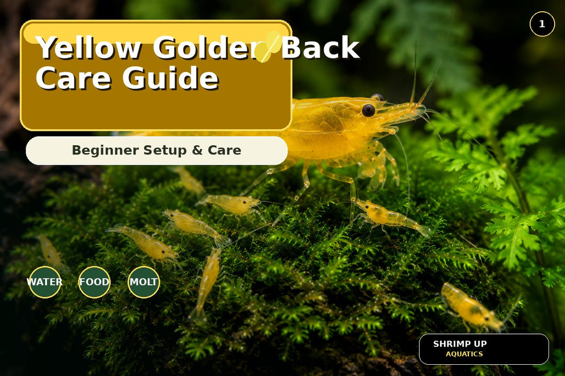 Yellow Golden Back Shrimp beginner care guide thumbnail in a planted aquarium