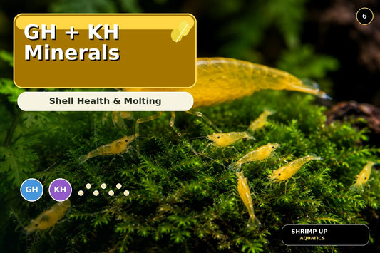 Yellow Golden Back Shrimp GH and KH mineral hardness thumbnail