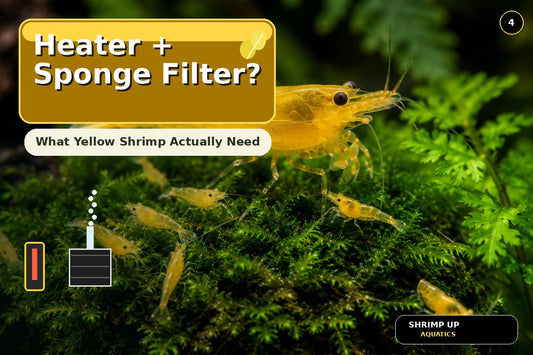 Yellow Golden Back Shrimp heater and sponge filter setup thumbnail