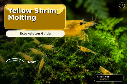Yellow Golden Back Shrimp molting and exoskeleton guide thumbnail