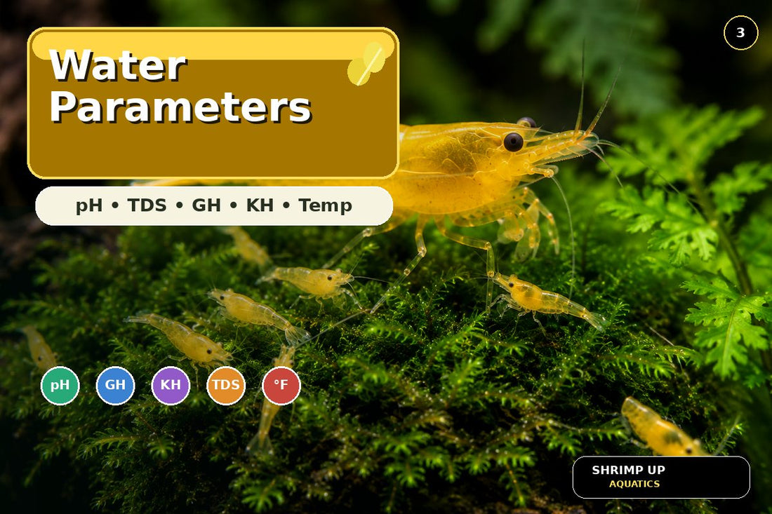 Yellow Golden Back Shrimp water parameters pH TDS GH KH and temperature thumbnail