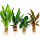 Assorted live aquarium plants including Amazon Sword, Java Fern, Anubias, and Cryptocoryne with visible roots on a white background