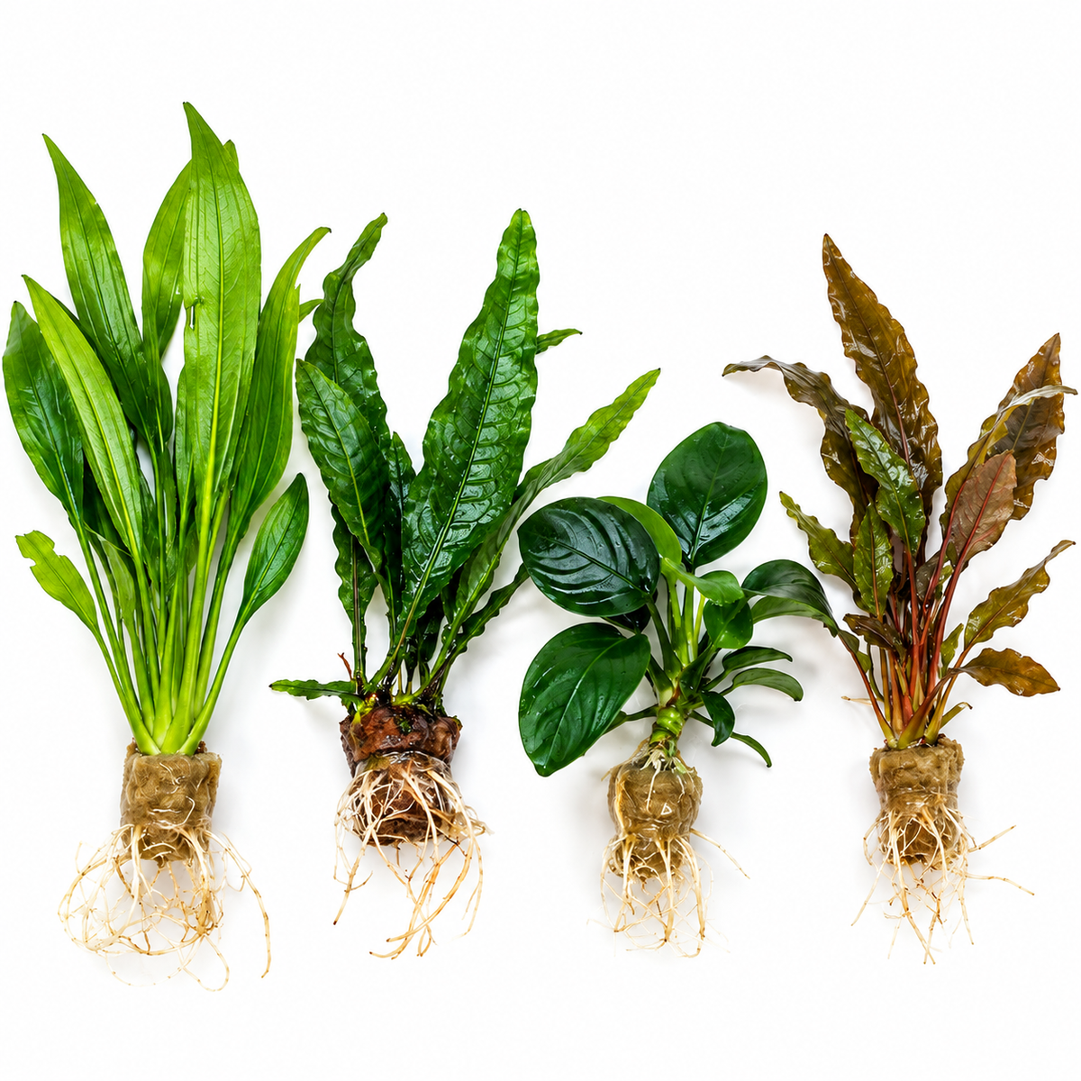 Assorted live aquarium plants including Amazon Sword, Java Fern, Anubias, and Cryptocoryne with visible roots on a white background