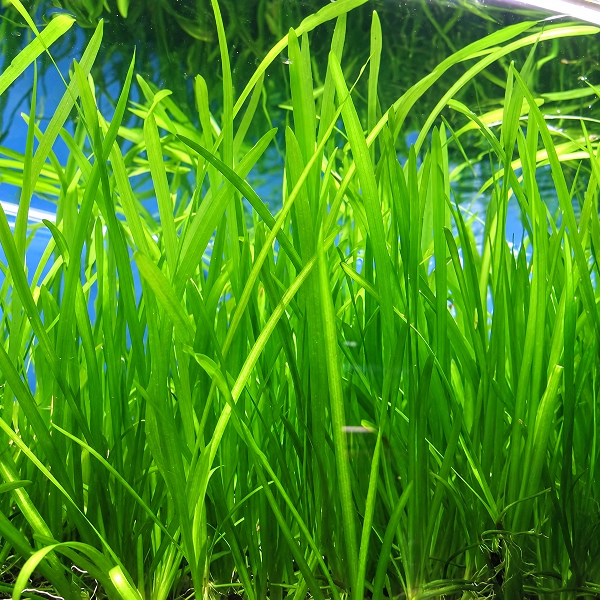 Vallisneria live aquarium plant with long green leaves growing in a freshwater aquarium