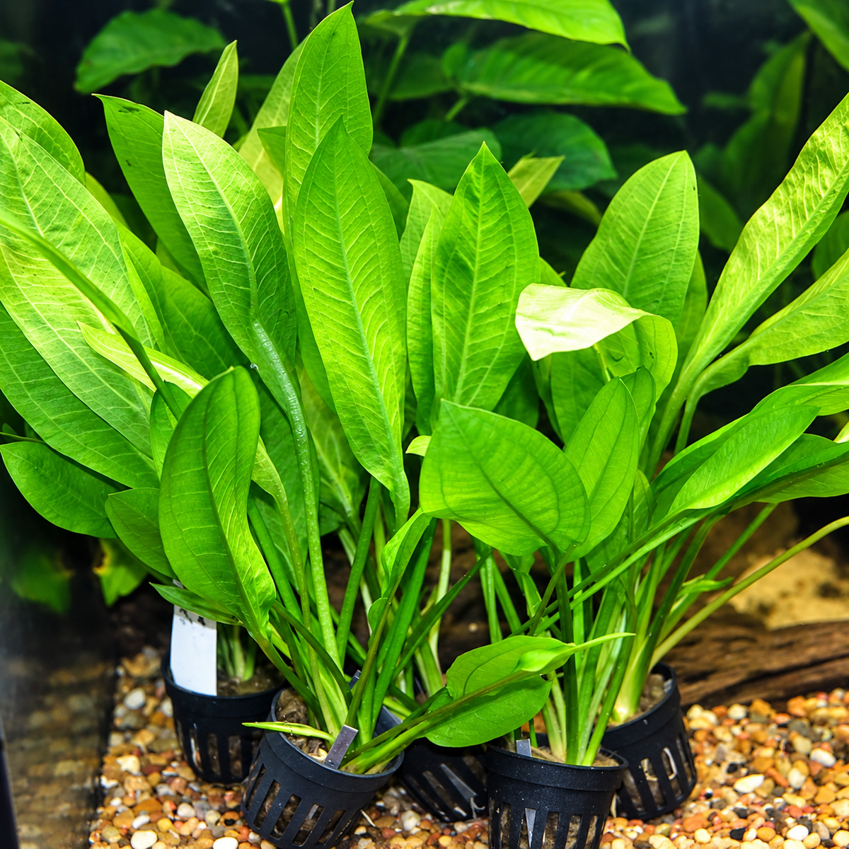 Amazon Sword live aquarium plant with broad green leaves growing in pots in a freshwater tank
