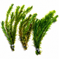Anacharis live aquarium plant bunches with dense green stems and narrow leaves on a clean white background